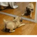 Կպչուն պիտակ