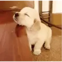 Կպչուն պիտակ