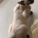 স্টিকার