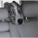 ஸ்டிக்கர்