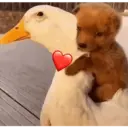 স্টিকার