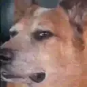 স্টিকার