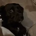 স্টিকার