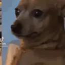 স্টিকার