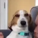 স্টিকার