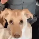 স্টিকার