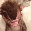 ස්ටිකර්