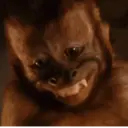 ස්ටිකර්