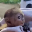 ස්ටිකර්