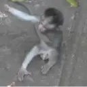 ස්ටිකර්