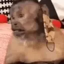 ස්ටිකර්