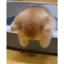 สติกเกอร์