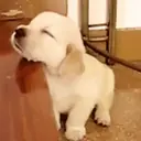 ස්ටිකර්