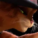 స్టికర్