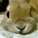 Կպչուն պիտակ