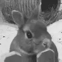 Կպչուն պիտակ