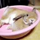 Կպչուն պիտակ