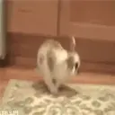 Կպչուն պիտակ