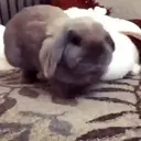 Կպչուն պիտակ