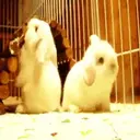 Կպչուն պիտակ