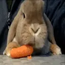 Կպչուն պիտակ