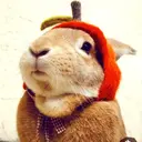 Կպչուն պիտակ