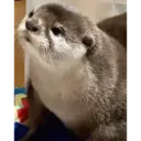 స్టికర్