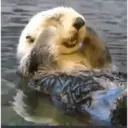 స్టికర్