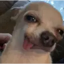 Կպչուն պիտակ