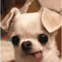 Կպչուն պիտակ