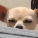 Կպչուն պիտակ