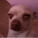 Կպչուն պիտակ