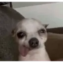 Կպչուն պիտակ