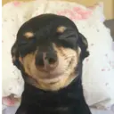 Կպչուն պիտակ