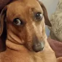 Կպչուն պիտակ