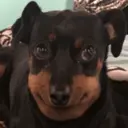 Կպչուն պիտակ