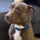 Կպչուն պիտակ