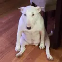 Կպչուն պիտակ