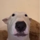 Կպչուն պիտակ