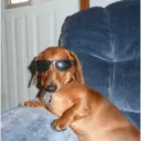 Կպչուն պիտակ