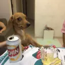 Կպչուն պիտակ