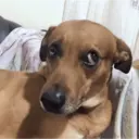 Կպչուն պիտակ