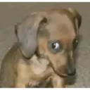 স্টিকার