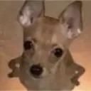 স্টিকার