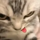 স্টিকার