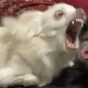 ஸ்டிக்கர்