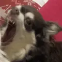 ஸ்டிக்கர்