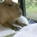 Կպչուն պիտակ