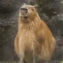 Կպչուն պիտակ