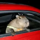 Կպչուն պիտակ